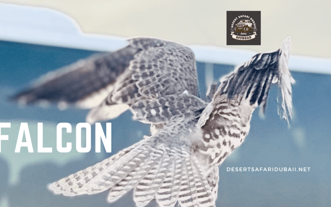 “Dubai Falcon Safari: 7 Exciting Ways to Experience the Majesty of Falcons”